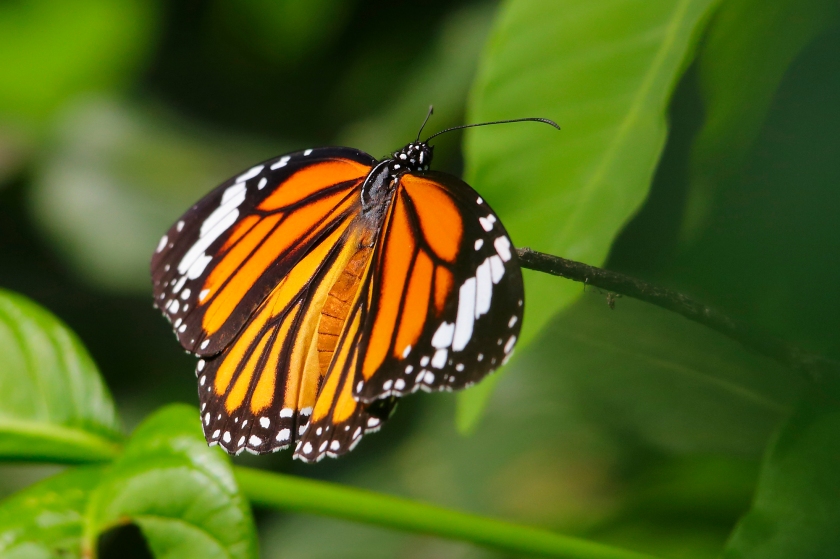 butterfly - Striped Tiger